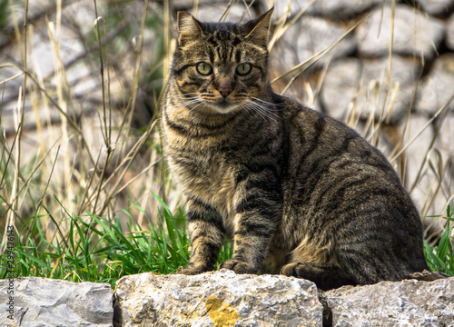 gato