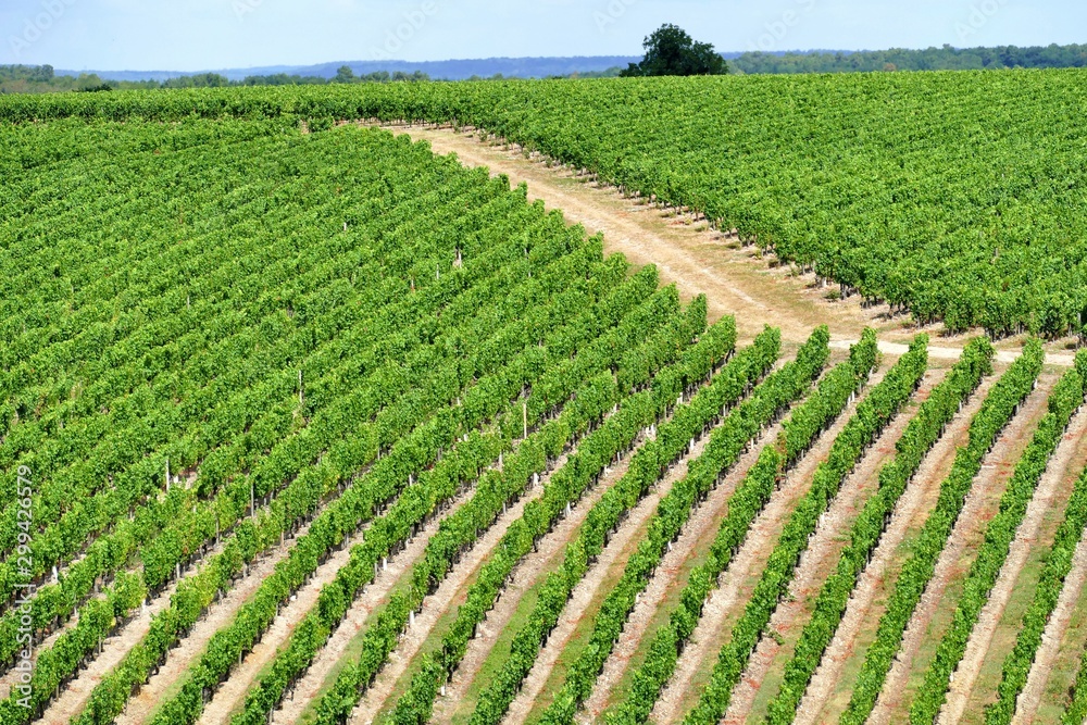 Le vignoble produisant le vin de Chinon 