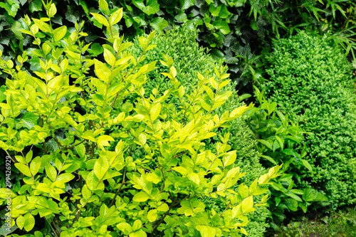 Beautiful yellow foliage on Ligustrum Vicaryi  bush with evergreen plants in ornamental garden. Selective focus. Nature concept for design photo