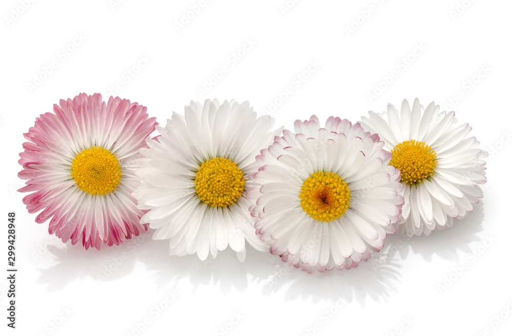 Obraz premium Beautiful daisy flowers isolated on white background cutout