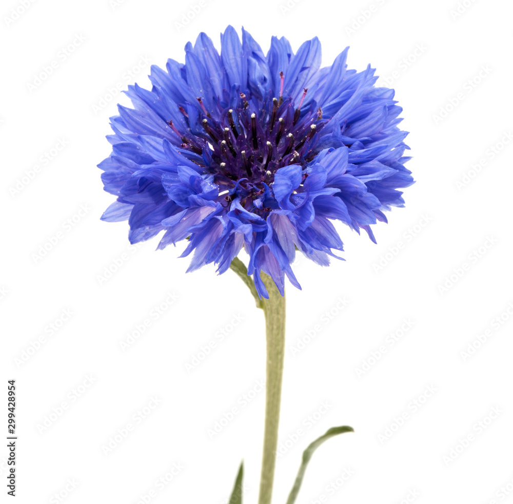 Blue Cornflower Herb or bachelor button flower head isolated on white background cutout Blue Cornflower Herb or bachelor button flower head isolated on white background cutout