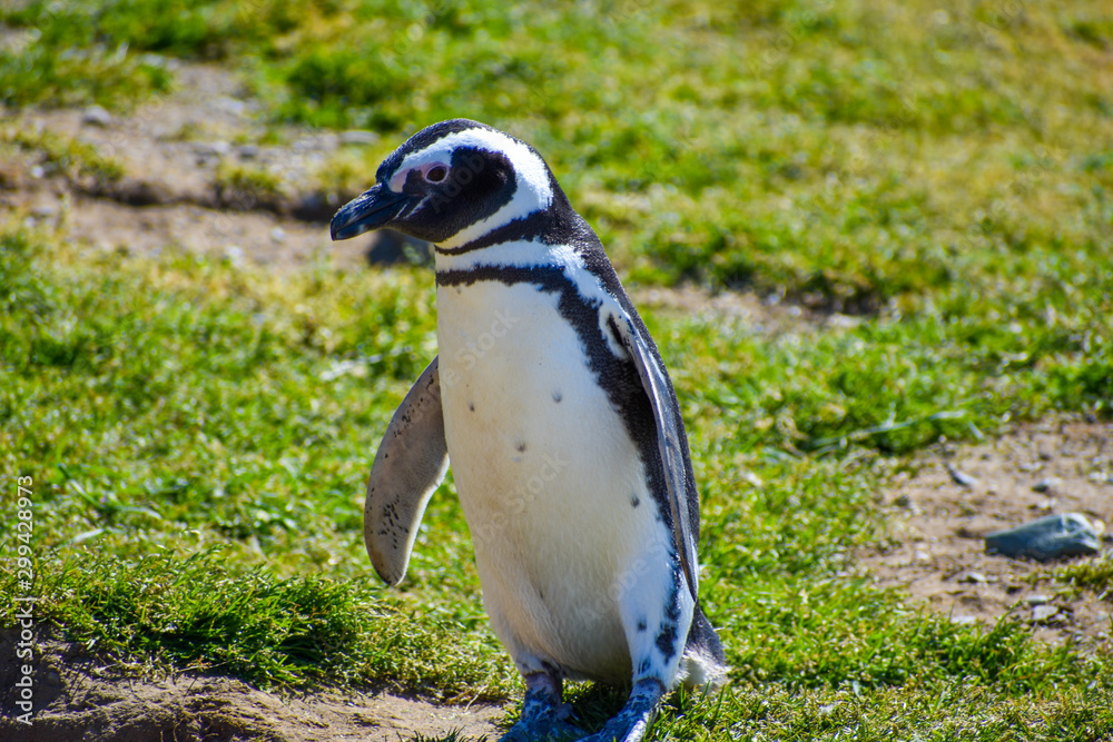 Fototapeta premium Magellanic Penguin