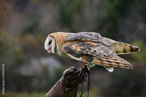 owl, barn owl, nature, bird, beige, white, predator, falconry, prey, face, white, brown, animal, 