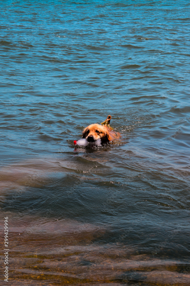 Golden labrador retriever swimming in the seawith a bottle in his mouth Golden labrador retriever swimming in the seawith a bottle in his mouth