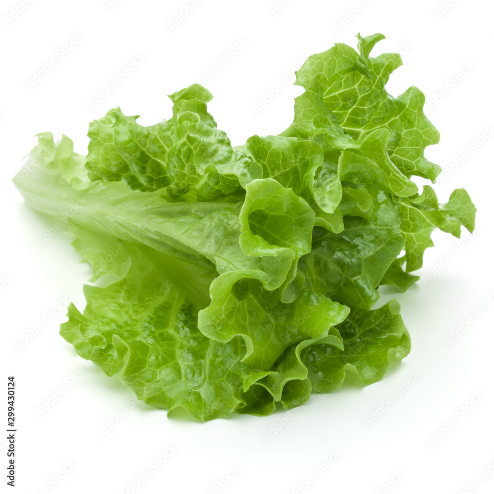 fresh green lettuce salad leaves isolated on white background fresh green lettuce salad leaves isolated on white background
