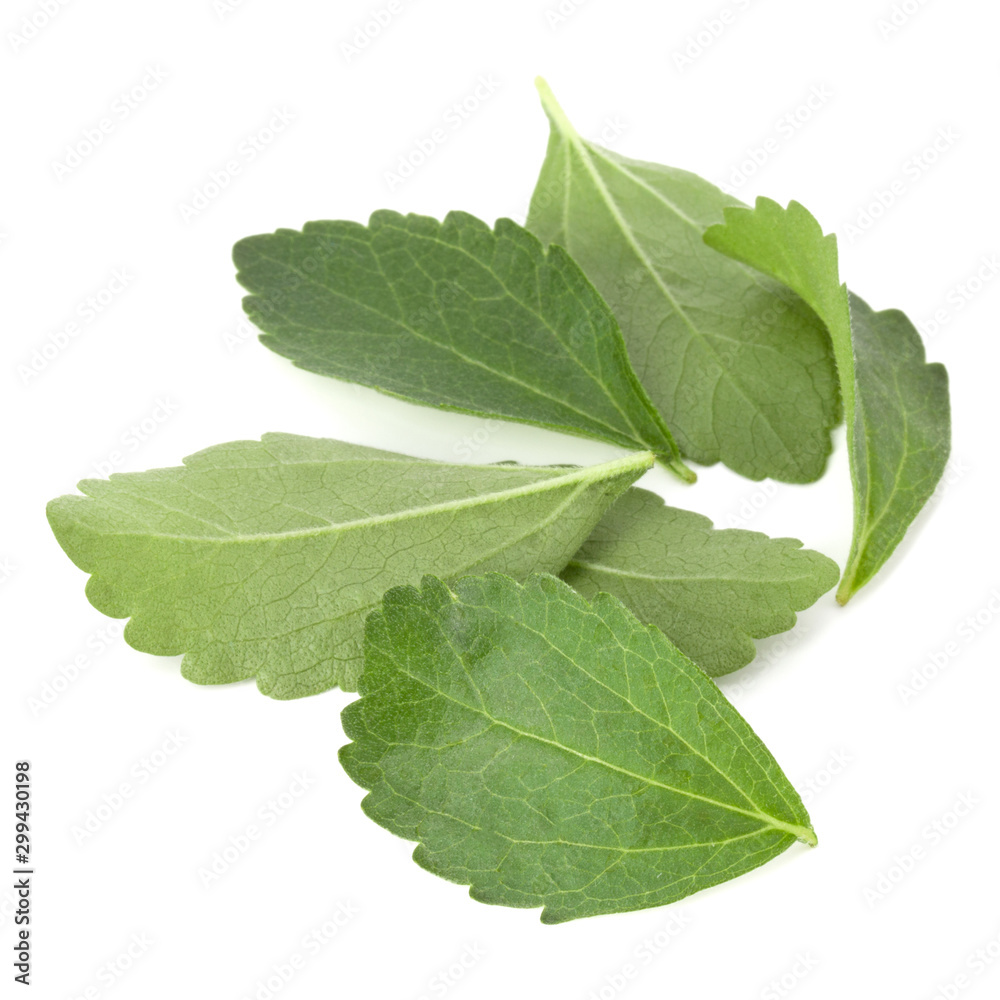 Stevia leaves pieces isolated om white background cut out. Stevia leaves pieces isolated om white background cut out.