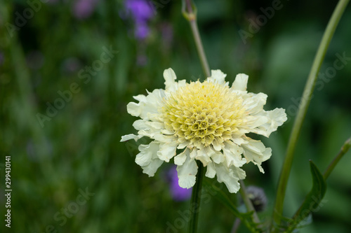 Close up of a cream pincushion (scabiosa ochroleuca) flower in bloom photo