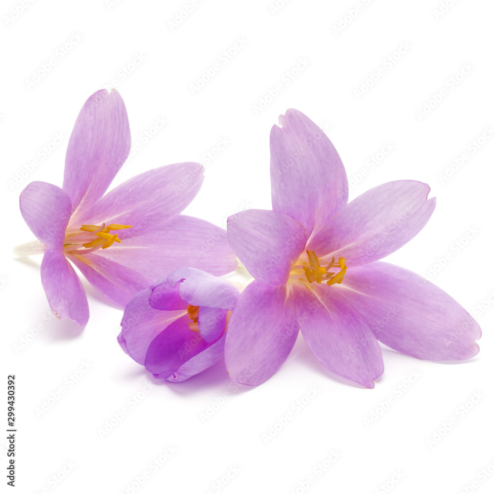 lilac crocus flowers isolated on white background lilac crocus flowers isolated on white background