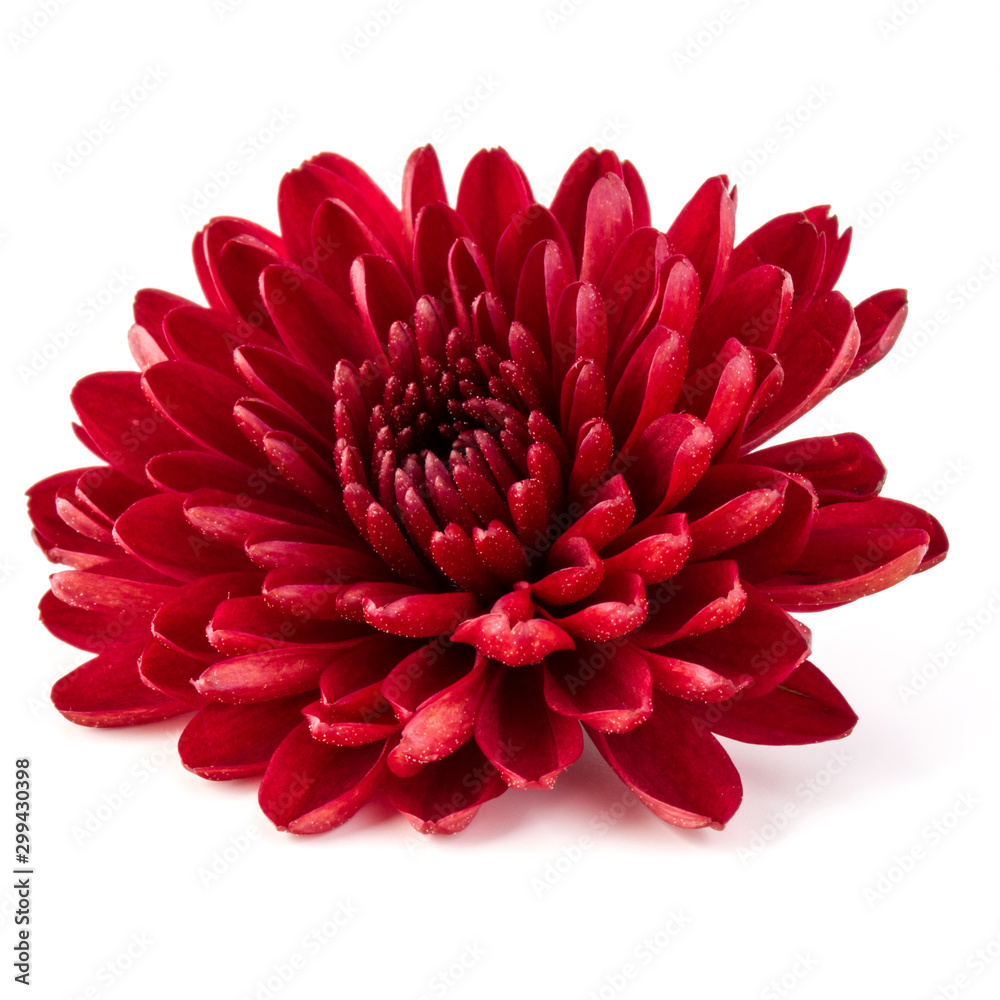 Red chrysanthemum flower isolated on white background - obrazy, fototapety, plakaty 
