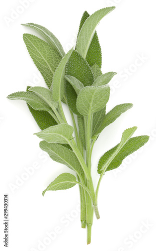 Sage herb leaves  bouquet isolated on white background cutout. Top view.