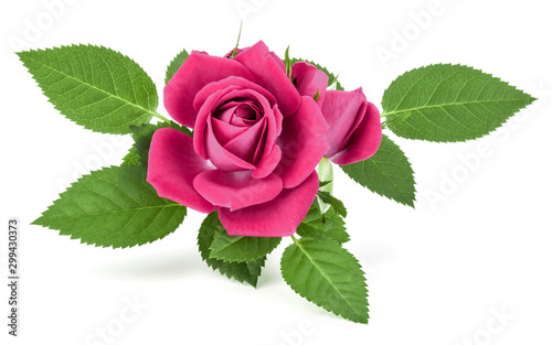 Fototapeta Naklejka Na Ścianę i Meble -  pink rose flower bouquet isolated on white background cutout