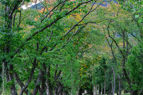 Greenery garden in Japan in Autumn
