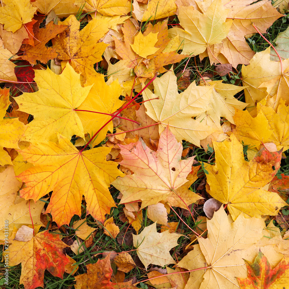 Fallen yellow maple leaves in autumn. Nature background