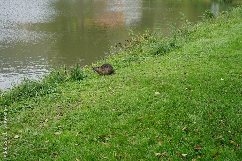 Fototapeta premium Uferlandschaft mit einer Biberratte