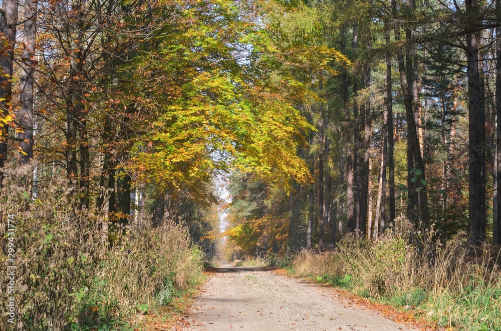 Beautiful autumn landscape. Path in the woods among colorful trees. Beautiful autumn landscape. Path in the woods among colorful trees.