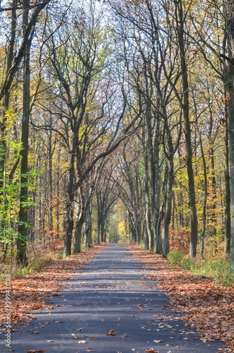 Fototapeta Naklejka Na Ścianę i Meble -  Beautiful autumn landscape. Asphalt road in the forest among colorful trees.