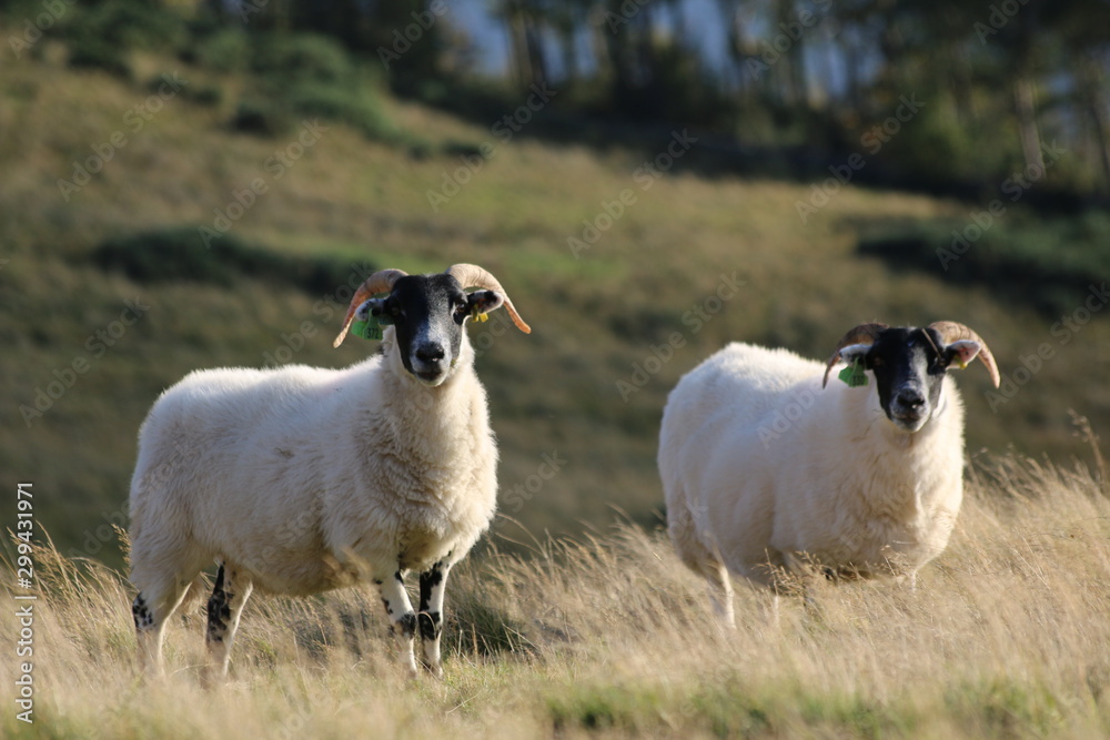 Fototapeta premium sheeps