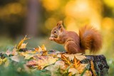Cute red squirrel with fluffy tail sitting on a tree stump covered with colorful leaves feeding on seeds. Sunny autumn day in a deep forest. Blurry yellow and brown background.