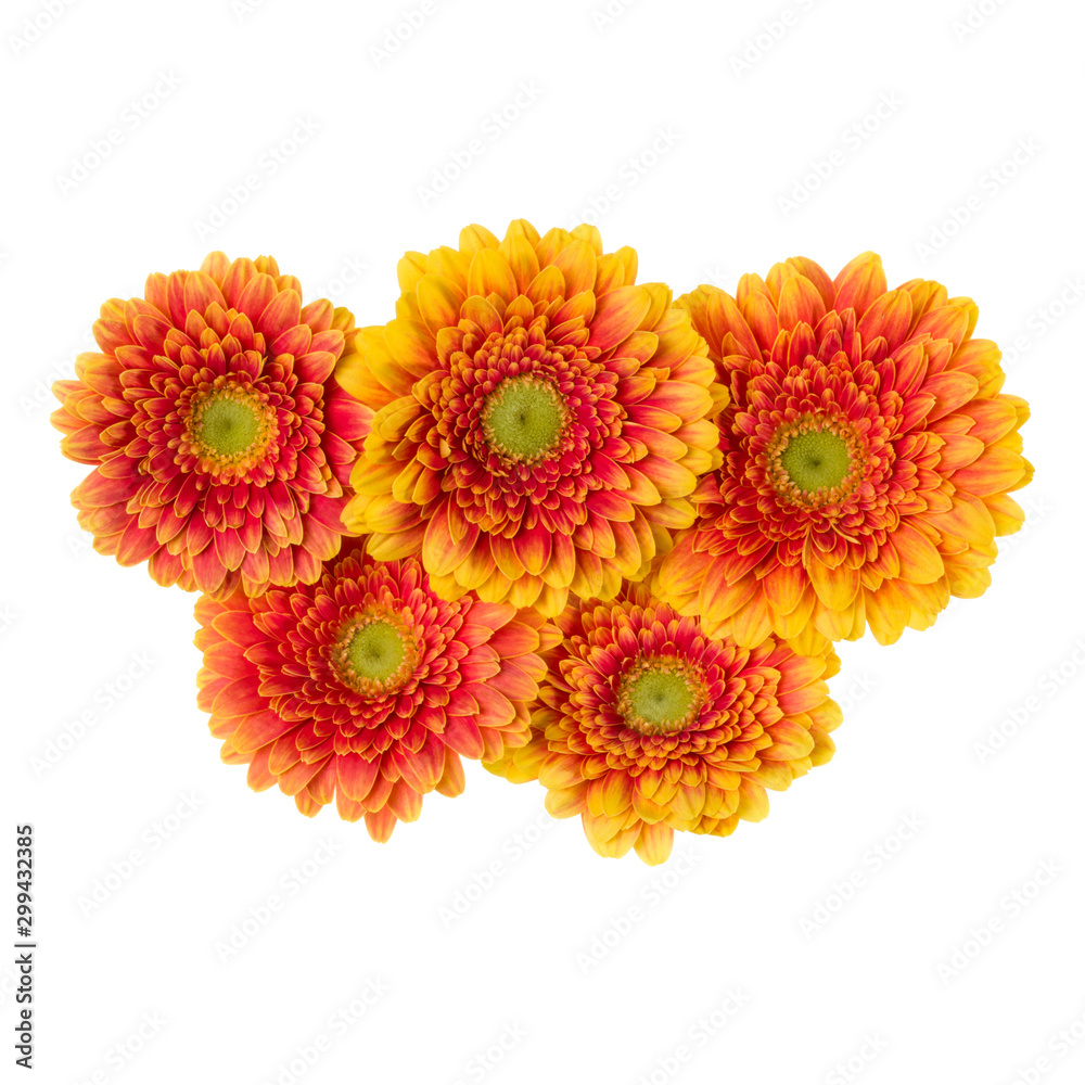 Bouquet of orange gerbera flower heads isolated on white background closeup. Flowers bunch in air, without shadow. Top view, flat lay. Bouquet of orange gerbera flower heads isolated on white background closeup. Flowers bunch in air, without shadow. Top view, flat lay.