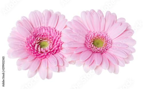 Fototapeta Naklejka Na Ścianę i Meble -  Bouquet of two   pink tulips flowers isolated on white background closeup. Flowers bunch in air, without shadow. Top view, flat lay.