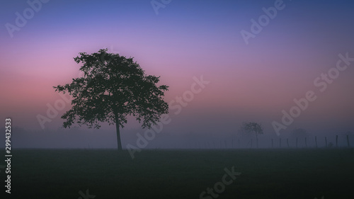 Einsames Bäumchen im morgendlichen Herbstnebel © Leinemeister