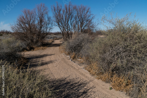 Mesilla Valley Bosque Park walking path, New Mexico. photo