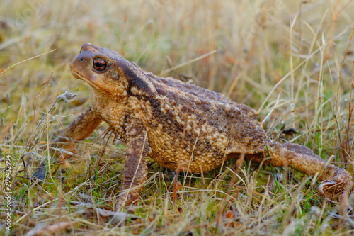 European common toad, background color Animals Wildlife