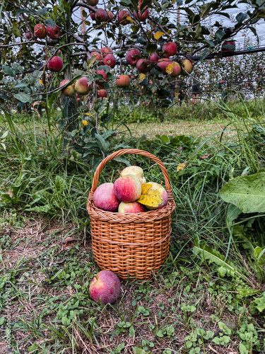 Autumn fall season harvestin photo