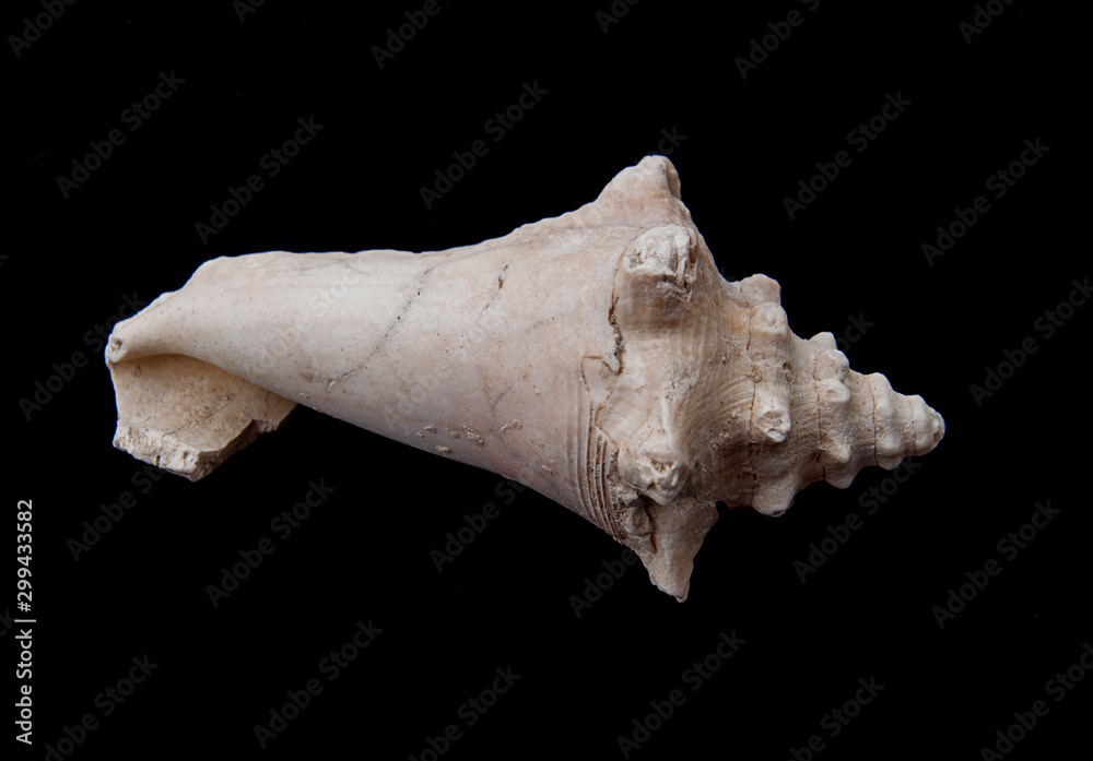 Naklejka premium Closeup seashell isolated on black