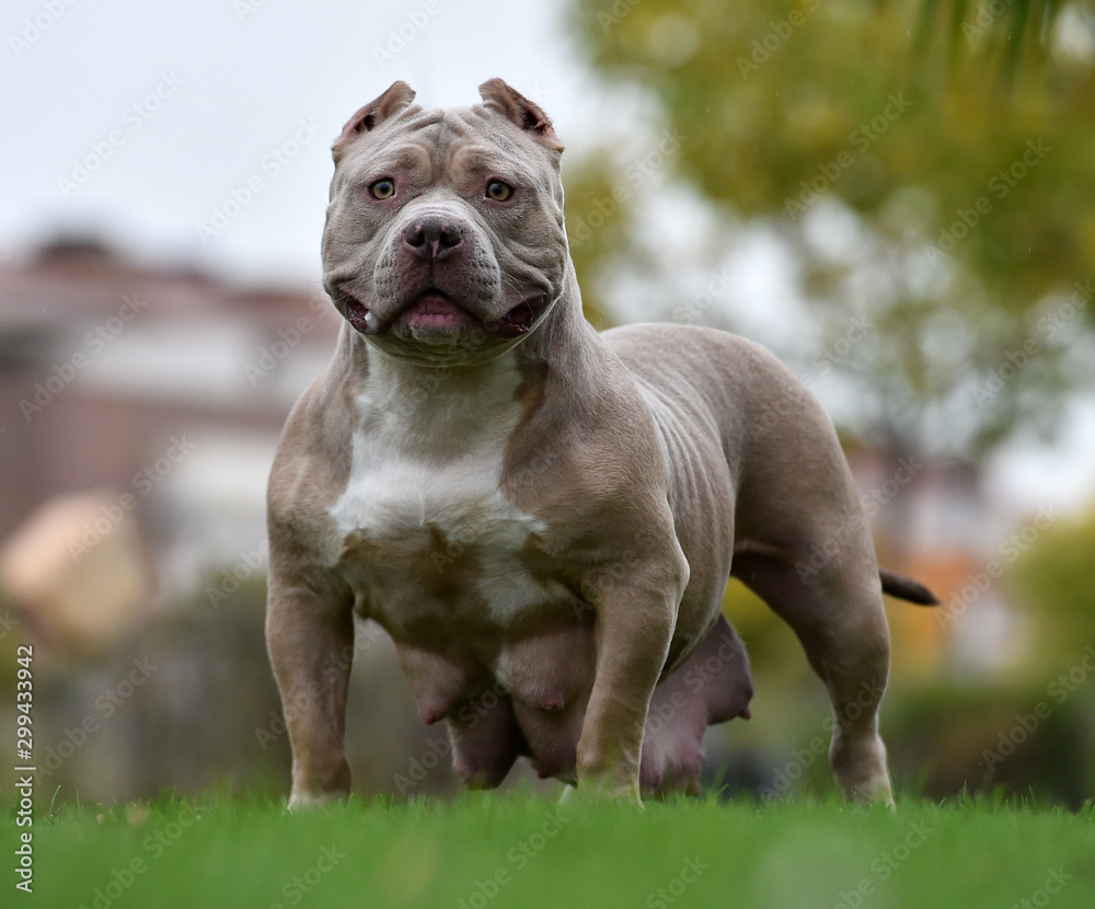 american bully american bully