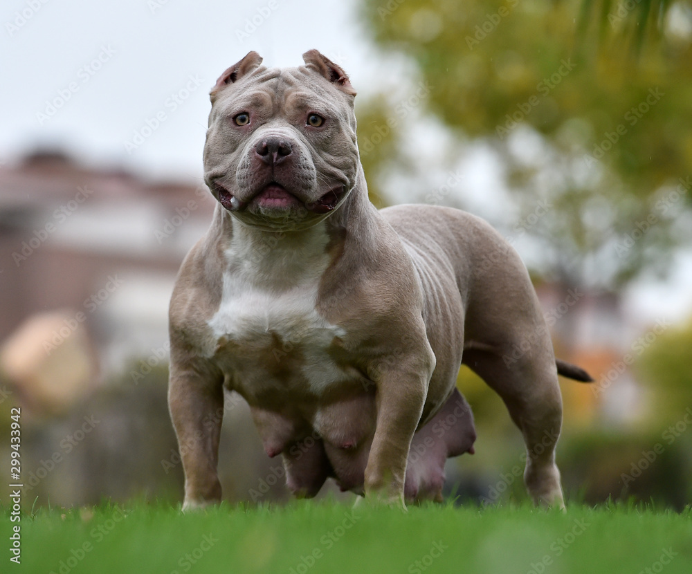 american bully