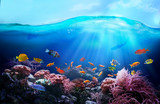 Rich colors of the coral reef. Underwater sea world. Colorful tropical fish. Ecosystem. 