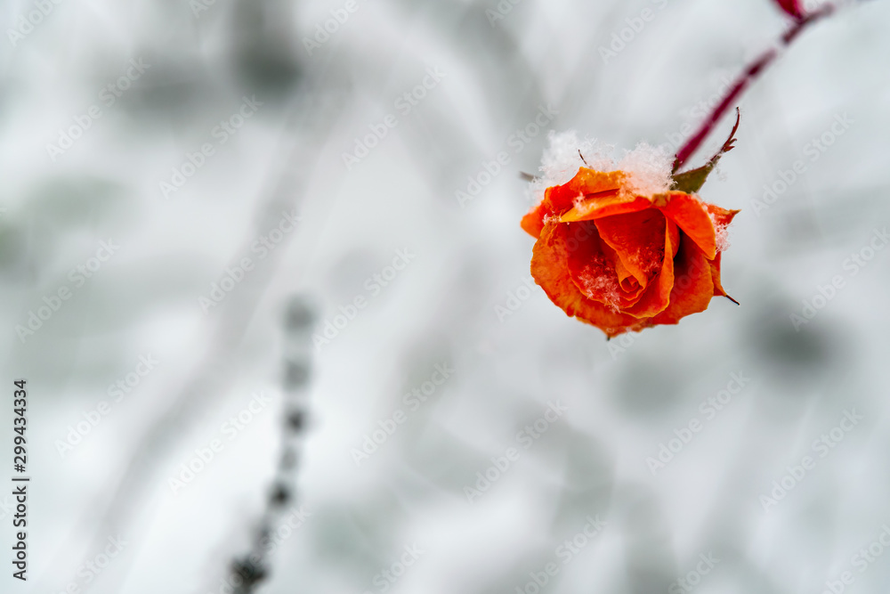 Fotografie An orange rose covered with snow