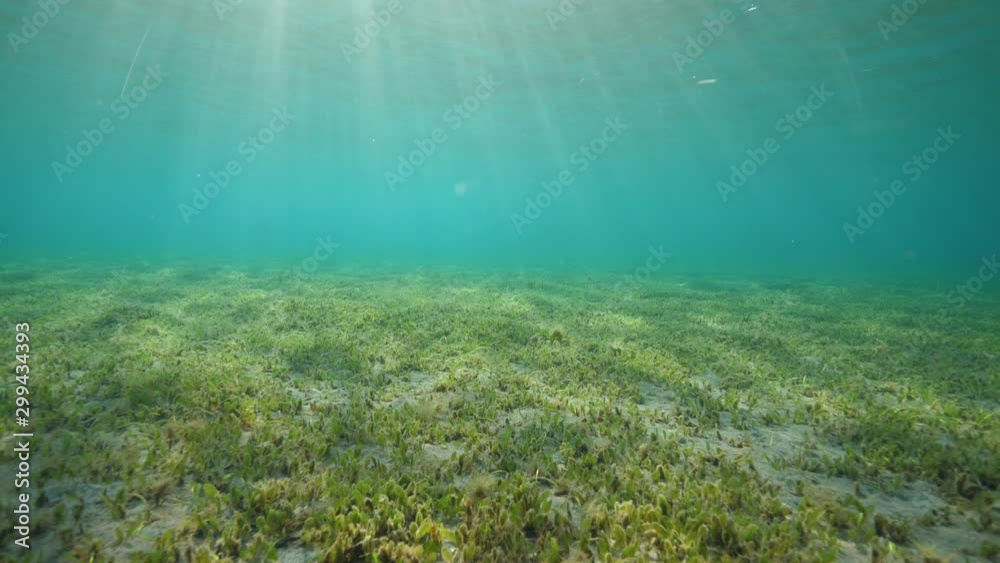 Underwater view of seagrass on ocean floor. Underwater view of seagrass on ocean floor.