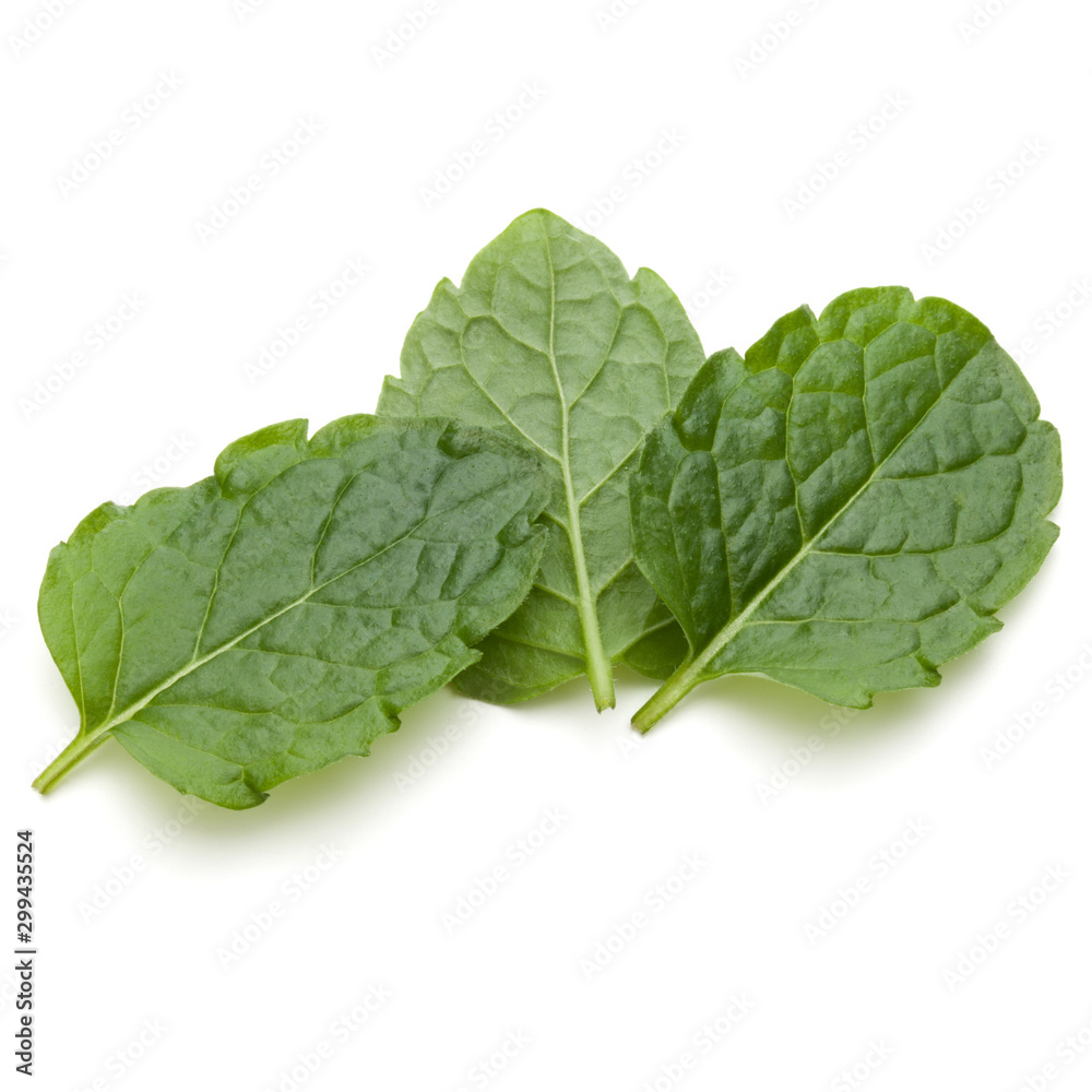 Peppermint herb isolated on white background cutout. Mint leaves. Peppermint herb isolated on white background cutout. Mint leaves.
