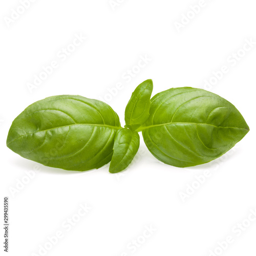 Słodkiego basilu zielarscy liście odizolowywający na białym tła zbliżeniu