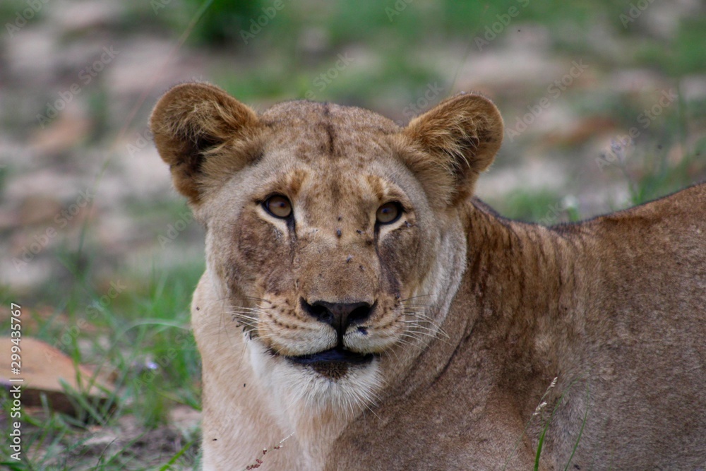 lion in grass lion in grass