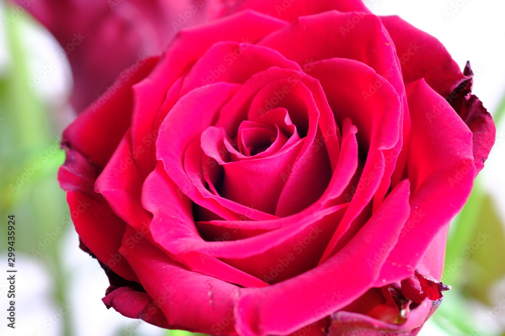 red rose flower macro red rose flower macro