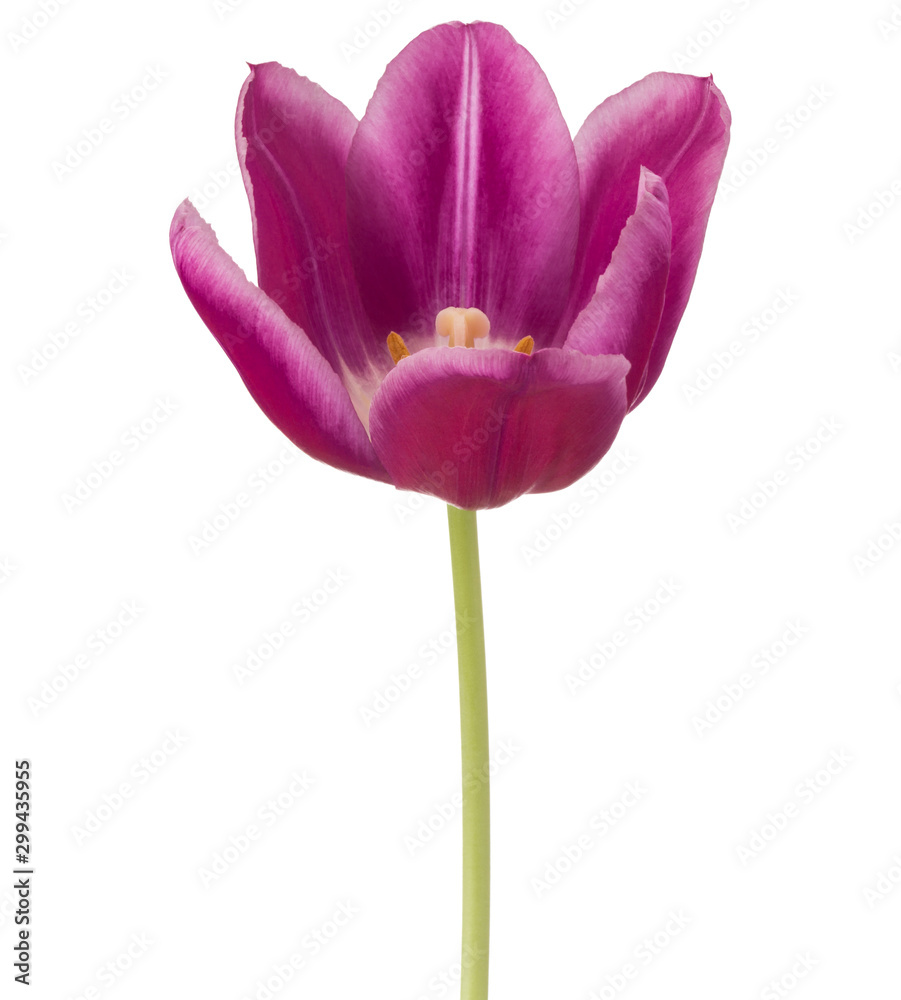Fototapeta premium lilac tulip flower head isolated on white background