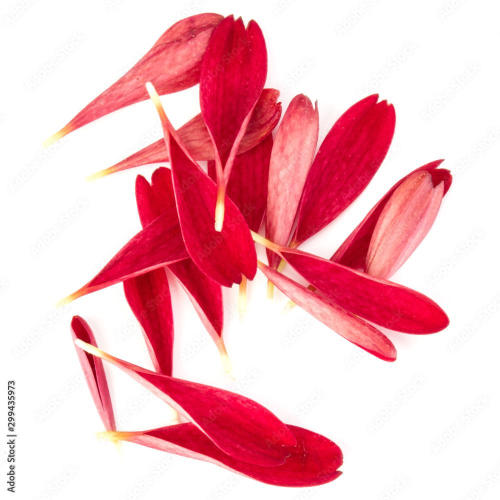 Red chrysanthemum flower petals isolated on white background Red chrysanthemum flower petals isolated on white background