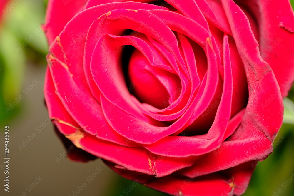 red rose flower macro