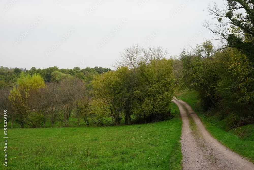 Weg durch eine stimmungsvolle grüne Wiesen- und Waldlandschaft