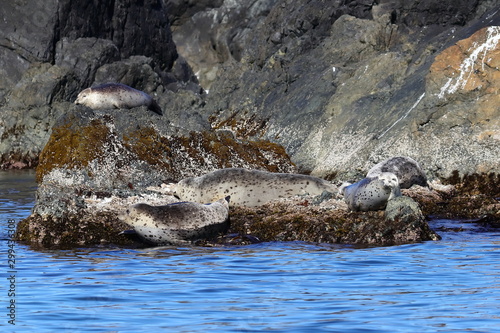 Seals (spotted seal, largha seal, Phoca largha) sleeping on coastal rocks. Wild spotted seal sanctuary. Calm blue sea, wild marine mammals in nature. © Nick Kashenko