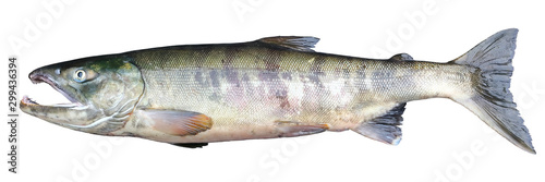 Chum salmon Oncorhynchus keta isolated on white background. Alive delicious salmon fish closeup.
