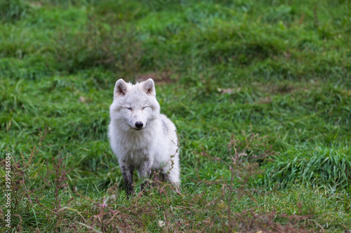 An Arctic Wolf  © Joe