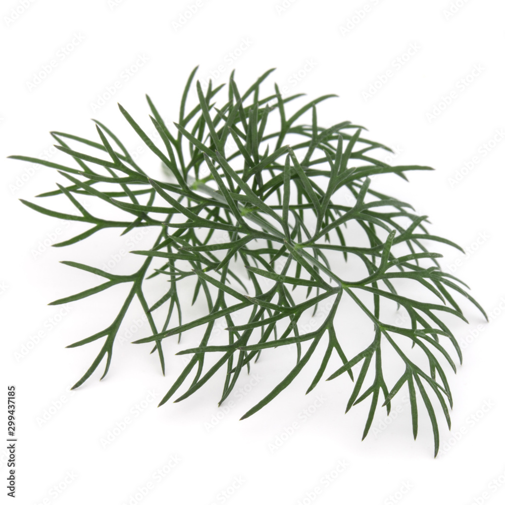 Close up shot of branch of fresh green dill herb leaves isolated on white background