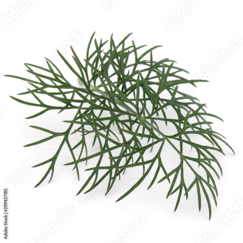 Close up shot of branch of fresh green dill herb leaves isolated on white background