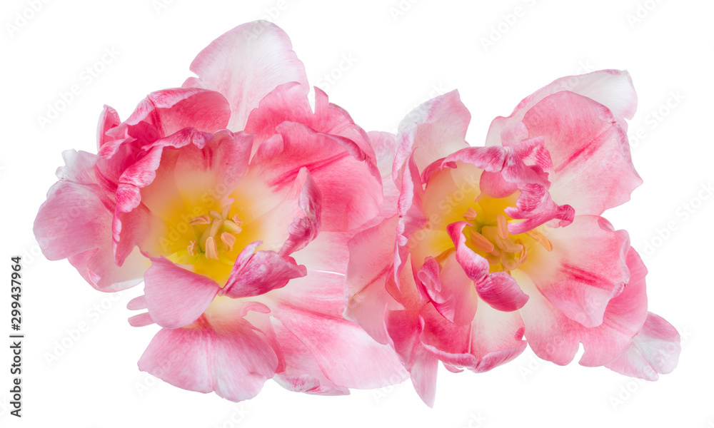 Bouquet of two spring pink tulips flowers isolated on white background ...