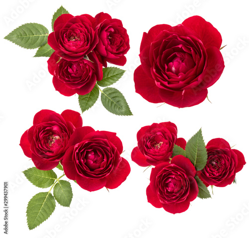 Collection of red roses isolated on white background. Set of different bouquet. Flat lay, top view. © Natika
