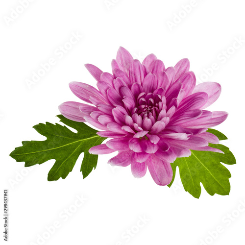 Photographie one chrysanthemum flower head with green leaves isolated on white background closeup